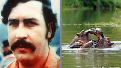 Pablo Escobar'ın su aygırları kısırlaştırıldı