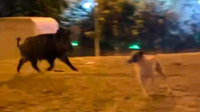 Mahalleye inen yaban domuzu, köpekleri kovaladı