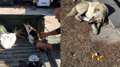 Kedi ve köpekleri tavuk ciğeri ile zehirlediler