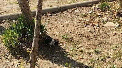 Biri yavru olan iki kedi, ayakları kesilmiş halde ölü bulundu