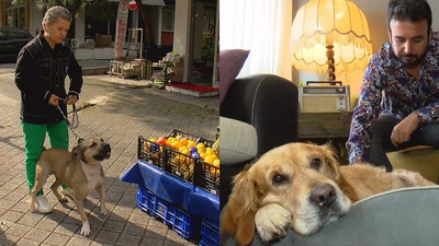 Kadıköy Moda'da köpek tartışması: Tasmasız pitbull, Golden Retriever'a saldırdı