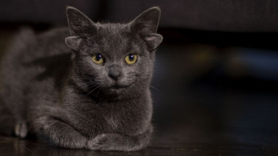 Dört kulaklı kedi Midas, sosyal medya fenomeni oldu