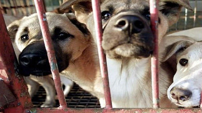 Güney Kore'de köpek etinin yasaklanması için görev grubu kuruldu