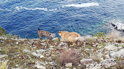 Van Gölü sahilinde vaşak görüntülendi