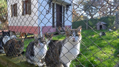 80 engelli kedi iki villada yaşıyor