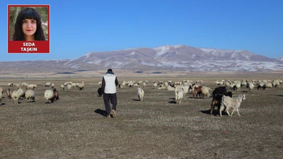 Hayvanlarını doyuramayan çobanın isyanı: 3 torba saman bir koyun parası