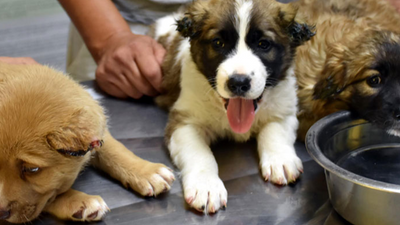 Yavru köpeklere işkence eden askere gözaltı