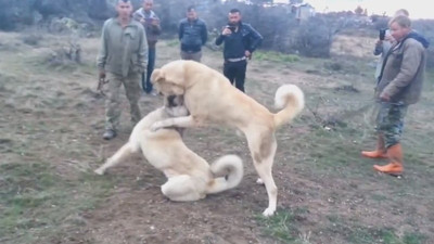 Bahisli Kangal dövüşleri: Vahşet turnuvası