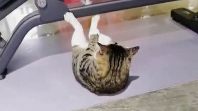 Mekik çeken kedi videosu viral oldu