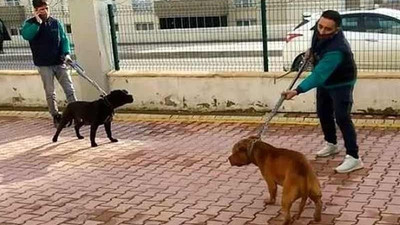 Antep'teki pitbull saldırısına ilişkin 2 kişi daha tutuklandı