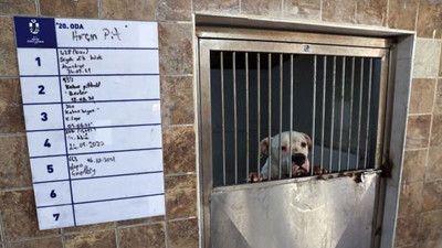 Yasaklı köpek cinslerinin kayıt altına alınması için son tarih belli oldu