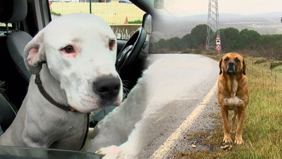 Ormanlar yasaklı ırk köpekler ile doluyor