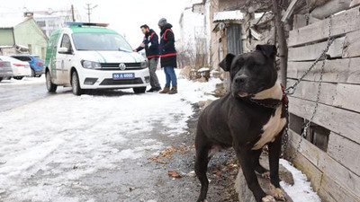 Pitbull ile sokakta yakalandı; 14 bin 982 lira ceza kesildi