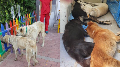 Köpekleri zehirleyenleri ihbar edene 3 bin lira ödül