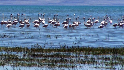 Van'daki Flamingo Alanı 'kesin korunacak hassas bölge' ilan edildi