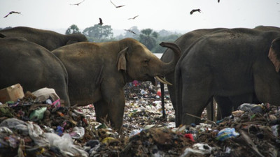 Sri Lanka’da plastik atıkları yutan 2 fil öldü