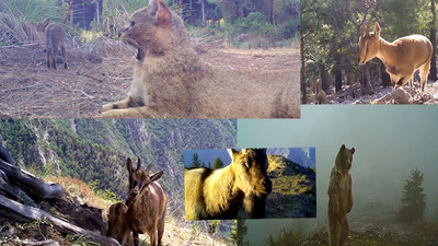 Fotokapanlara yansıyan yaban hayatı: Karakulak, tilki, saz kedisi…