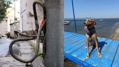 Şişli'de açıkta bırakılan elektrik kabloları köpeği öldürdü