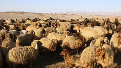 Koçerlerin suyunu kestiler: 16 bin koyun susuz