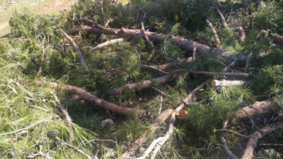 Muğla’da yangından zarar görmemiş ormanlık alanlardaki ağaçlar kesiliyor