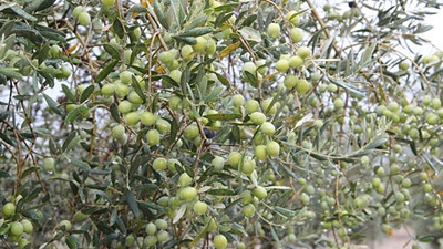 İklim değişikliği zeytin üretimini olumsuz etkiliyor