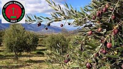 Dersim Barosu: 'Ölmez ağacı'na ölüm fermanını kabul etmiyoruz