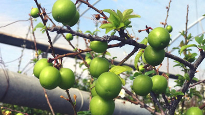 Yılın ilk erik hasadı yapıldı, kilosu 600 TL'den satıldı