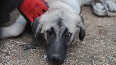 Köpeğe işkence yapıp 20 metre yükseklikten attılar