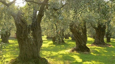 Ödemişli köylüler: Zeytin ağaçlarımız asırlıktır, kimsenin dokunmasına müsaade etmeyiz