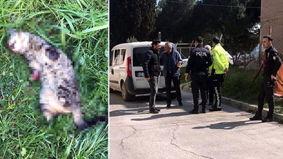 Turgutlu'da bir kedi daha bacakları kesilmiş olarak ölü bulundu