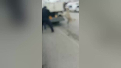 Yozgat'ta belediye ekiplerinin sokak köpeklerini zehirlediği iddia edildi