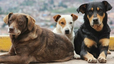 Köpek kırımı: 9 köpek zehirlenerek öldürüldü