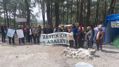 İkizköy’de sökülen zeytin ağaçları geri dikilecek