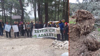 İkizköy'de direniş kazandı: Sökülen zeytin ağaçları geri dikilecek