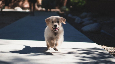 14 Temmuz'dan sonra kedi köpek satışı yasak