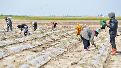 Meteoroloji'den 4 il için zirai don uyarısı