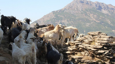 Yem fiyatlarına üçüncü zam geldi