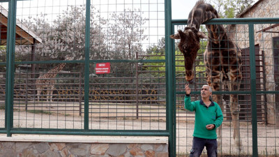 Zürafa Şakir'e 6 yıl sonra eş bulundu: Baba olması için çalışılıyor