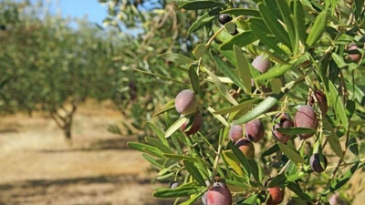 Zeytinlikleri madenciliğe açan yönetmelik iptal edildi