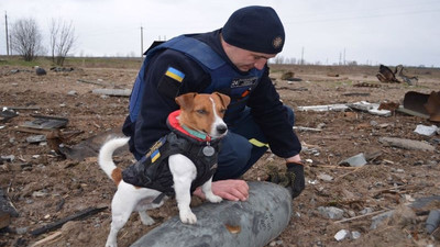 Zelenskiy, 250'den fazla patlayıcı tespit eden 'Patron' adlı köpeğe devlet nişanı verdi