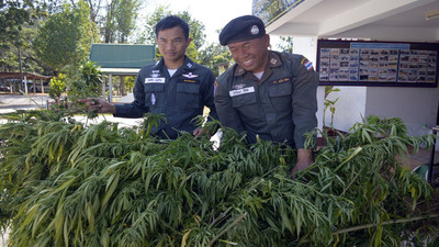 Tayland'da hükümet 1 milyon kenevir bitkisi dağıtacak