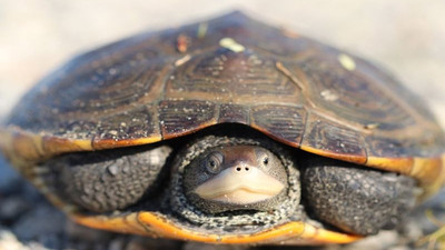 Muğla'daki merkezde 16 yılda 360 deniz kaplumbağası tedavi edildi