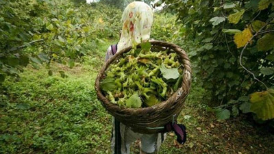 Fındık üreticisi çaresiz durumda: Elimizdeki avucumuzdaki banka kredilerinin faizlerine gidiyor