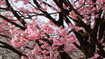 Japonya’nın ünlü kiraz çiçekleri, iklim krizi yüzünden artık daha erken açıyor