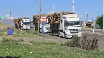 Besta’da ağaç kıyımı sürüyor