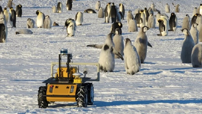 Antarktika'da bir metrelik robot, 20 bin pengueni takip ediyor: Otomatik olarak veri alıyor