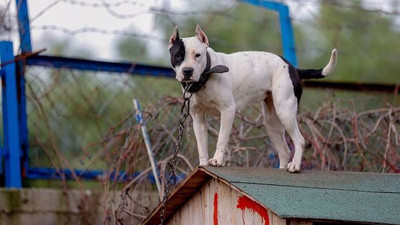 Danıştay, Dogo Argentino'yu 'tehlike arz eden hayvan' listesinden çıkarmadı