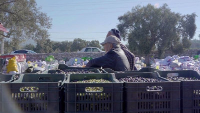 Milas’ta zeytin ağacının hikayesi belgesel oldu