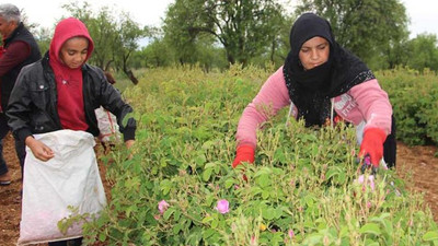 Isparta'da gül hasadı başladı; rekolte beklentisi 15 bin ton