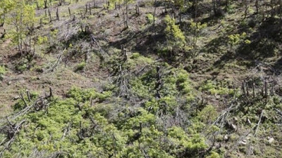 Şenyayla'da karakol inşası için ağaç kıyımı